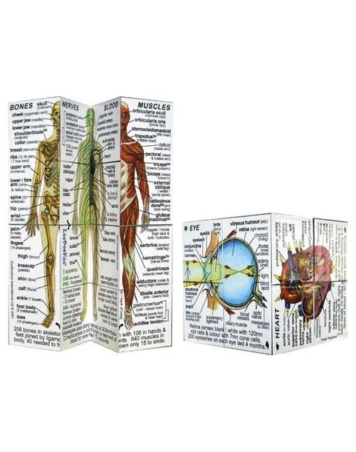 Human Anatomy Study Cubes